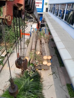 cắt cây xanh hà nội