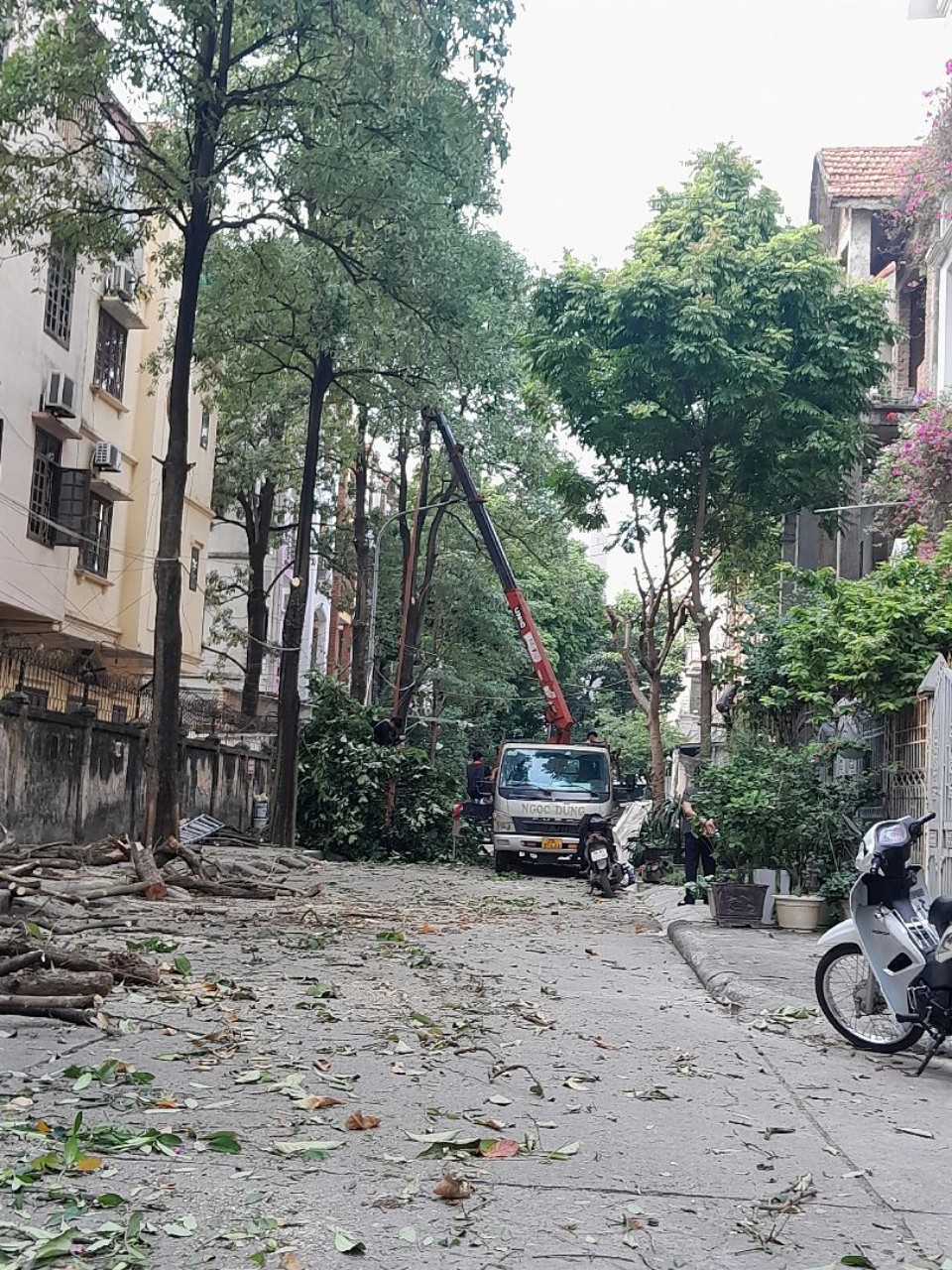 cắt cây xanh hà nội