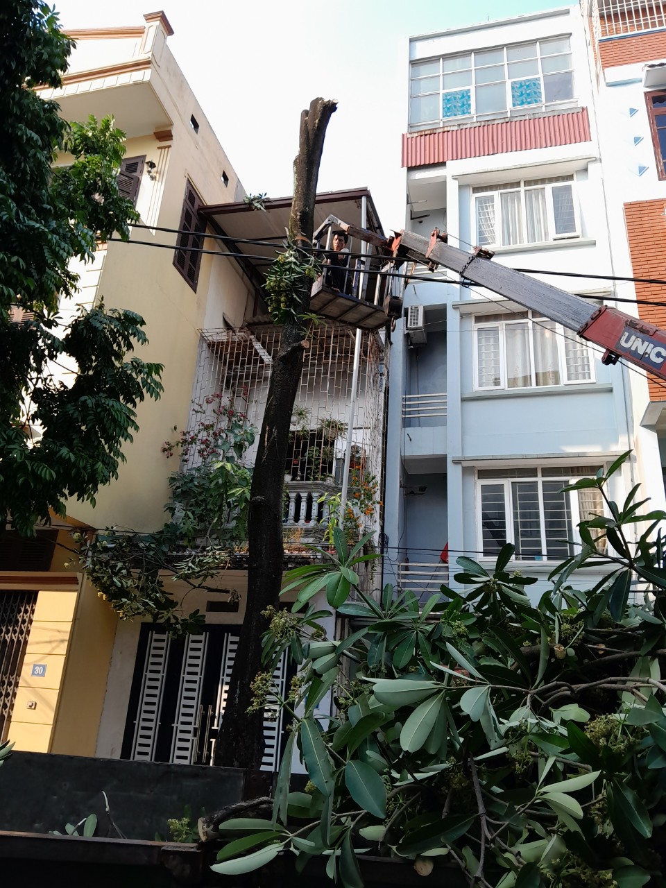 cắt cây xanh hà nội