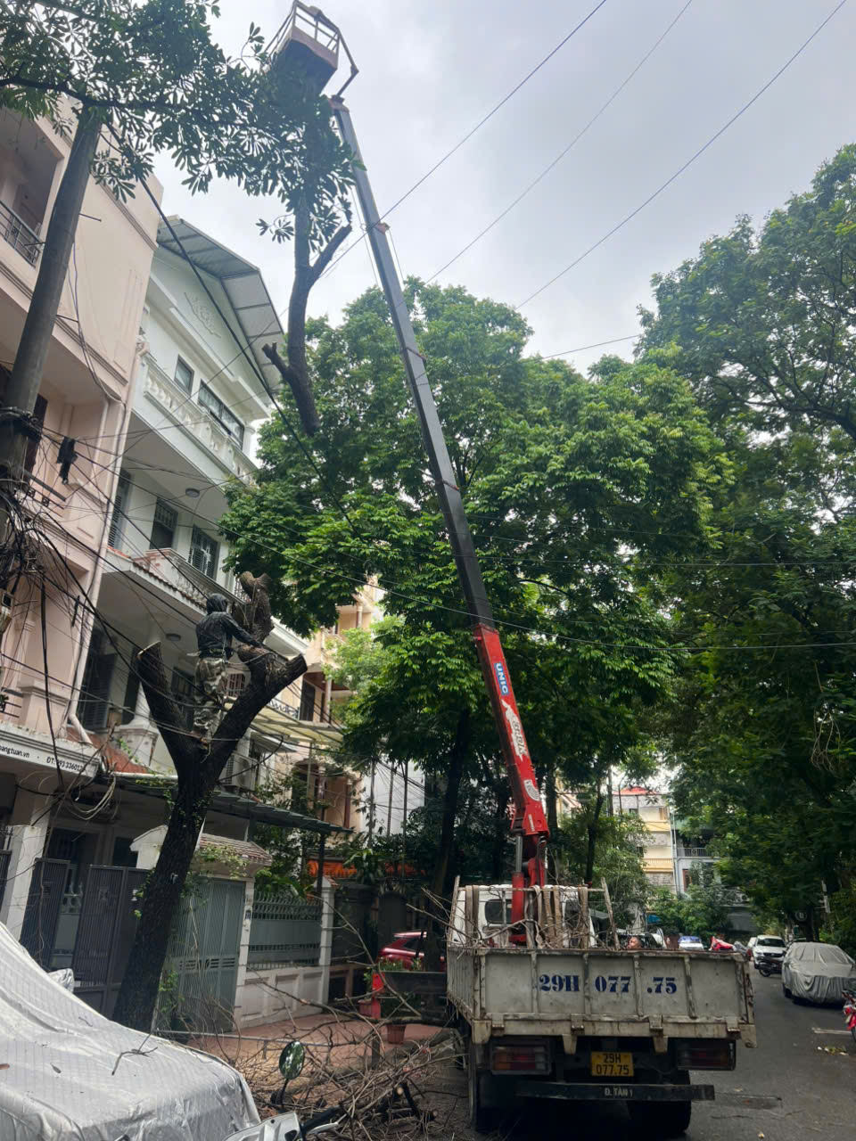 cắt cây xanh hà nội