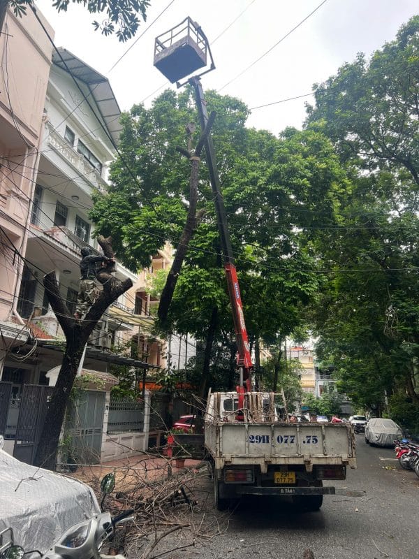 dịch vụ cắt cây xanh hà nội cắt cây xanh hà nội