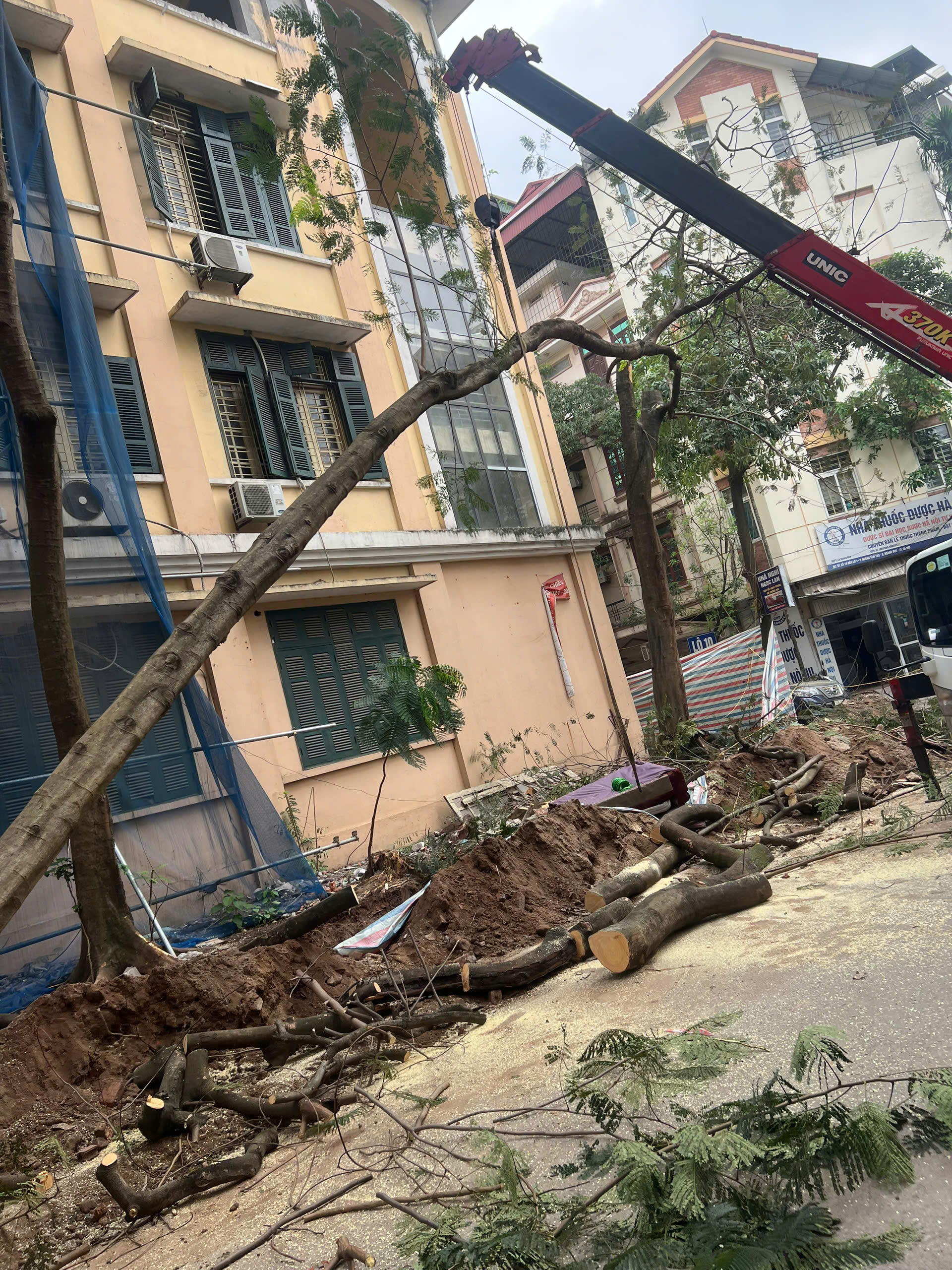 dịch vụ cắt cây xanh hà nội cắt cây xanh hà nội