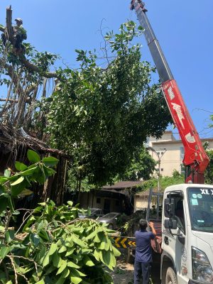 cắt cây xanh hà nội