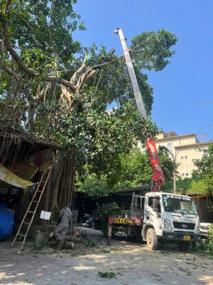 cắt cây xanh hà nội