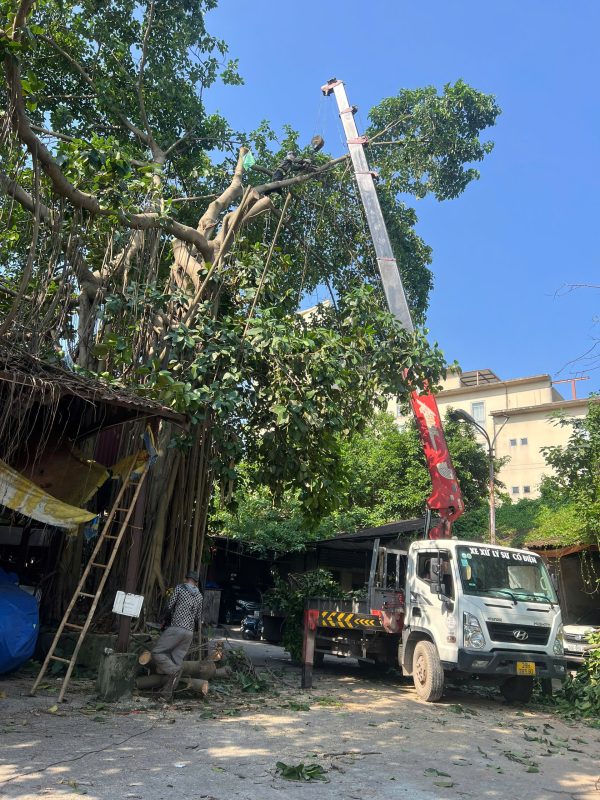 dịch vụ cắt cây xanh hà nội cắt cây xanh hà nội